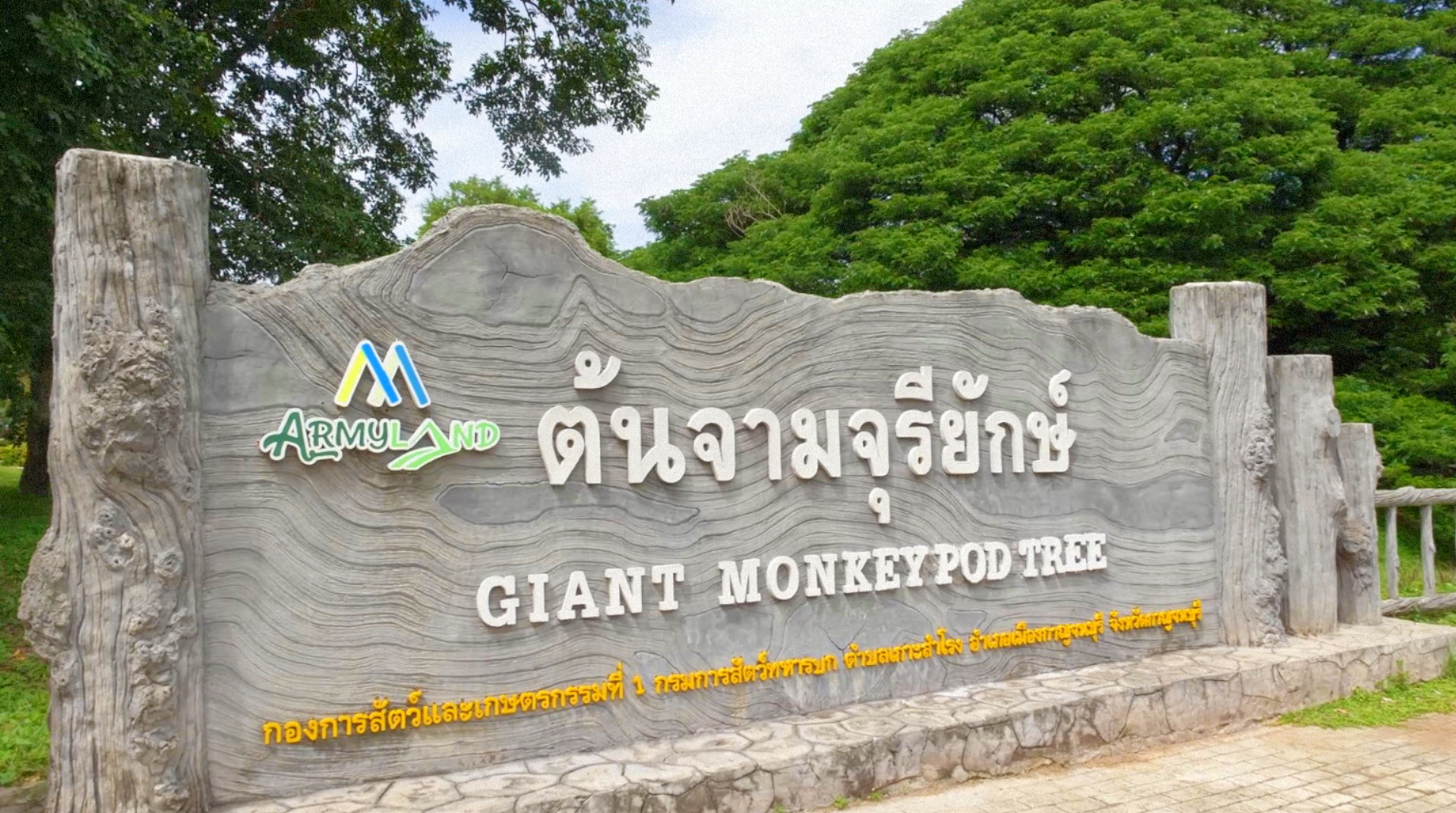 Wheel Share | ต้นจามจุรียักษ์ กาญจนบุรี